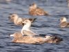 Glaucous Gull at Paglesham Lagoon (Steve Arlow) (61532 bytes) Glaucous Gull at Paglesham Lagoon (Steve Arlow) (61532 bytes)